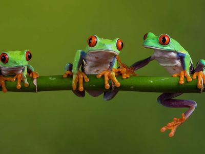 copper-forest-ember-glcl