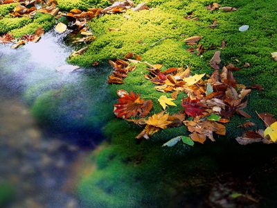 jade-lagoon-dusk-z80f