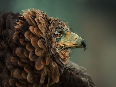 violet-lagoon-cascade-c9fe