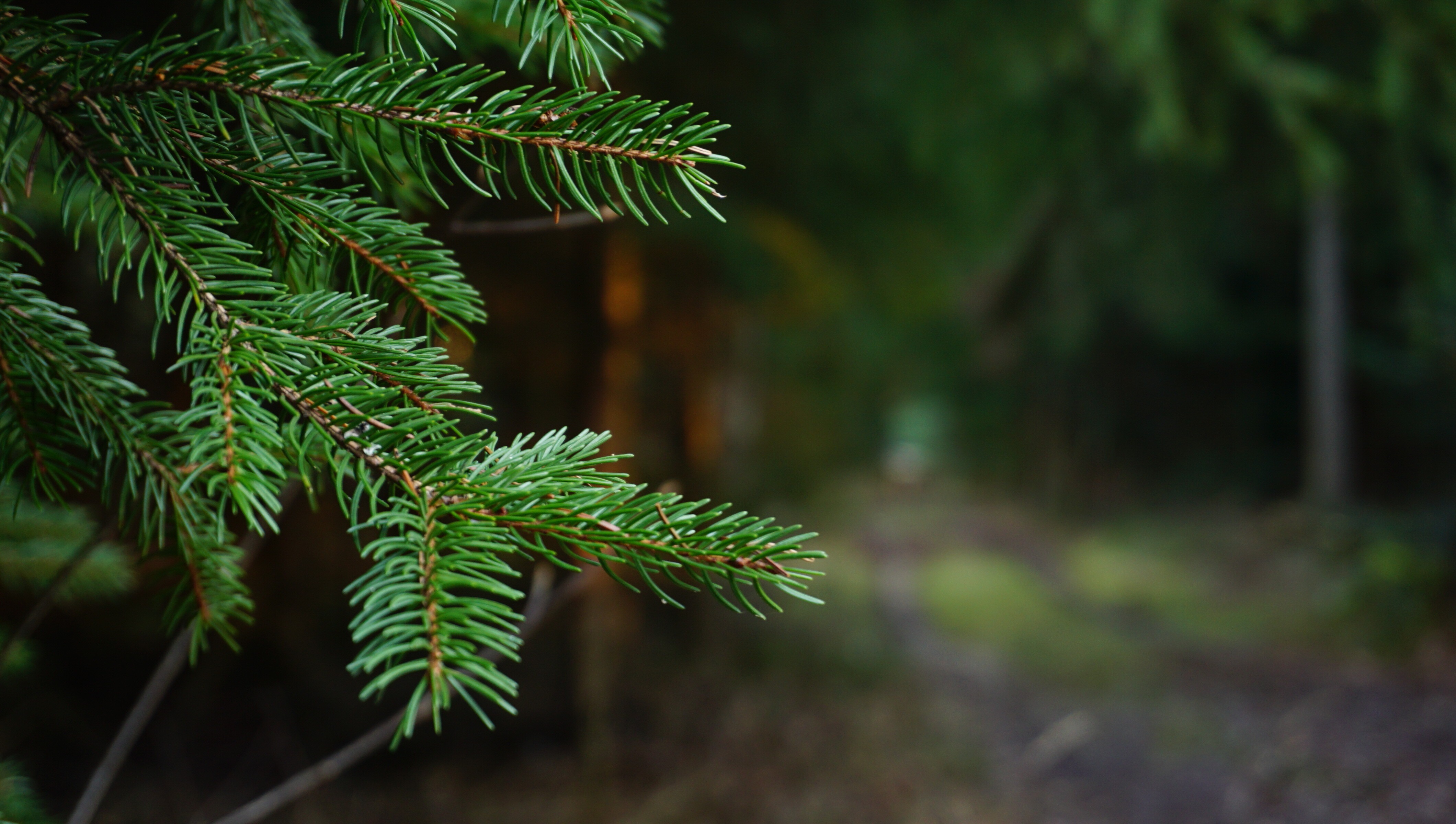 amber-desert-breeze-cuxr