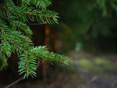 amber-desert-breeze-cuxr