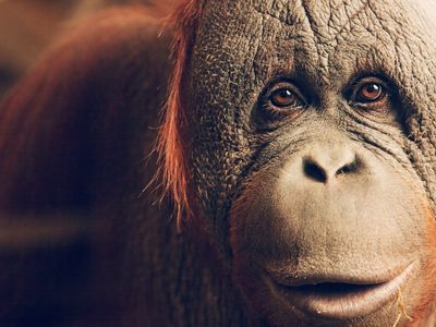 coral-lagoon-comet-rzek