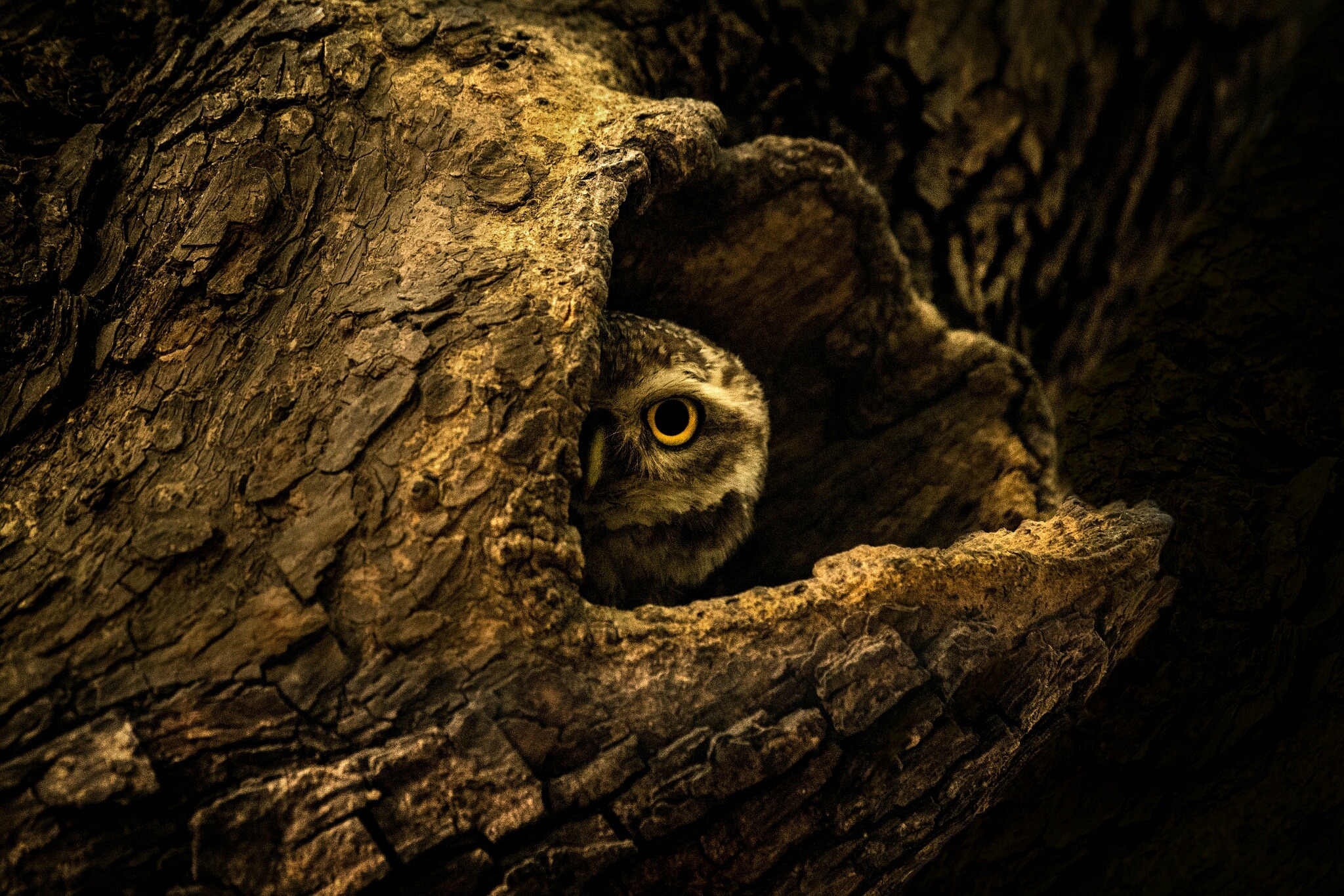 ochre-jungle-comet-s6x6