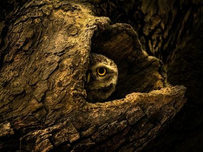 ochre-jungle-comet-s6x6