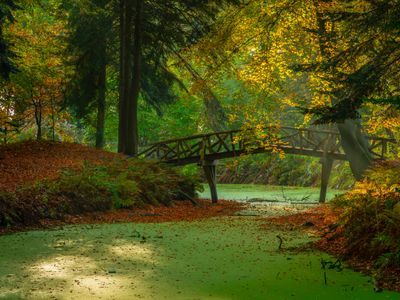 plum-garden-mist-o40d