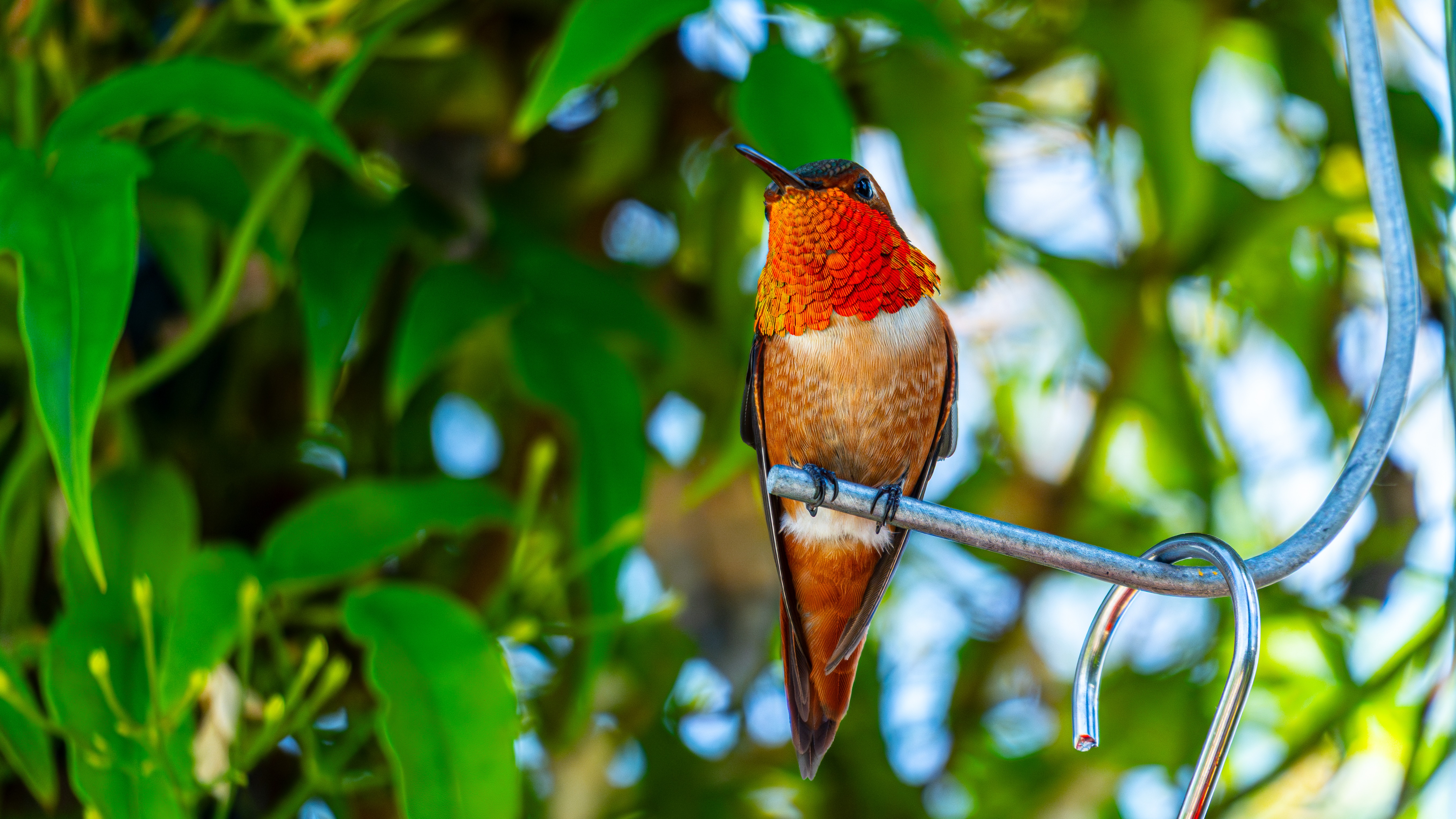 sienna-island-mist-5hsj