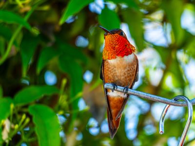 sienna-island-mist-5hsj